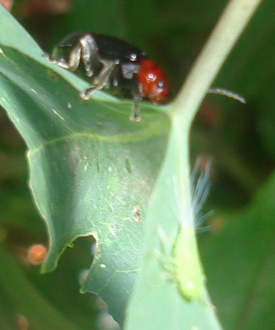 insecto94.jpg