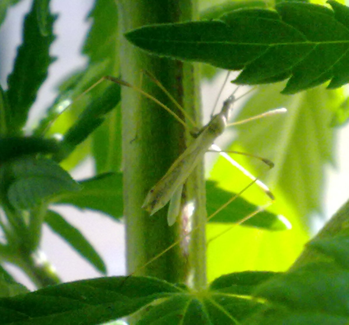 insecto_palo2.jpg