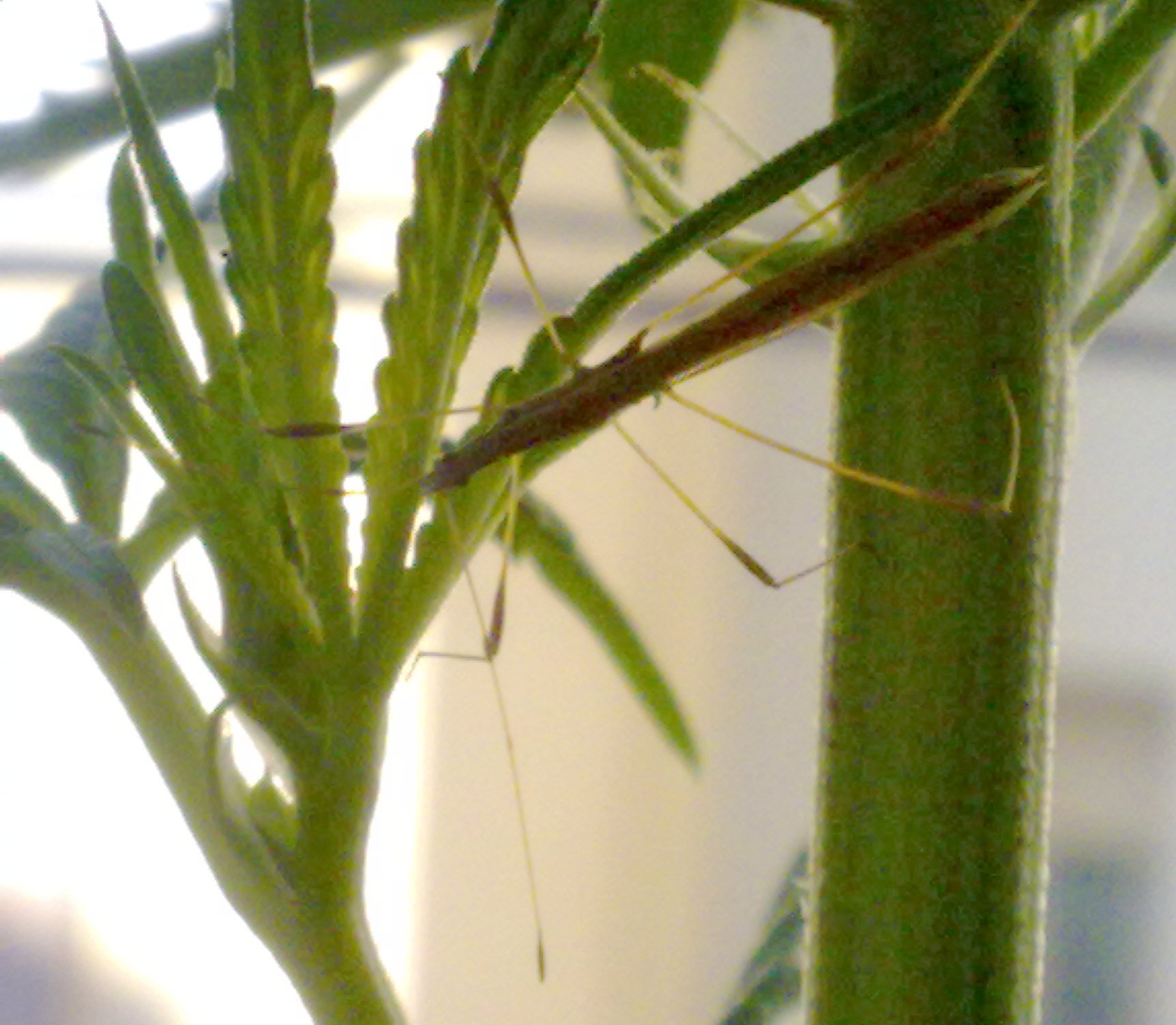 insecto_palo3.jpg