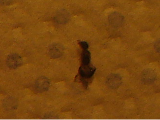 Insectobeneficocomepulgon2_zpsd0d8538e.png