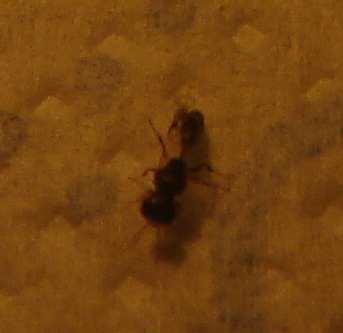 insectobeneficocomepulgon4_zps1cbe7999.png
