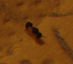 insectobeneficocomepulgon5_zpsf0db4e98.png