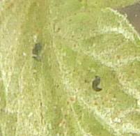 insectodepredadoraraaroja-2.jpg