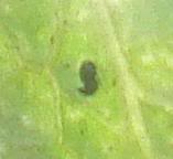 insectodepredadoraraaroja2-1.jpg