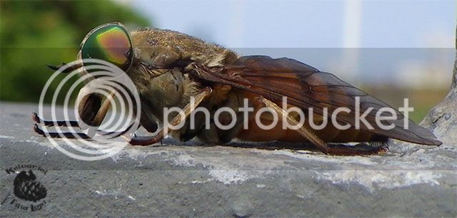 insectoraro_zpsss4rg3cs.jpg