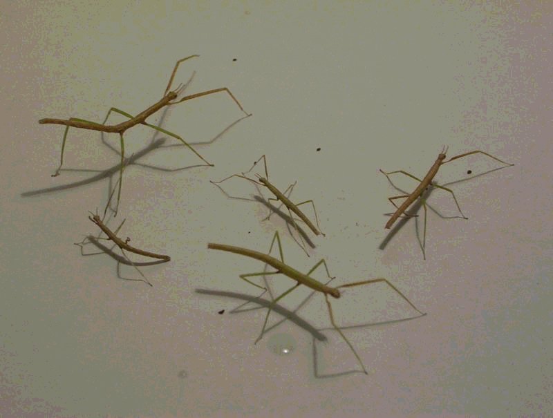 Insectos%20palo.JPG