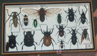 insectos.jpg