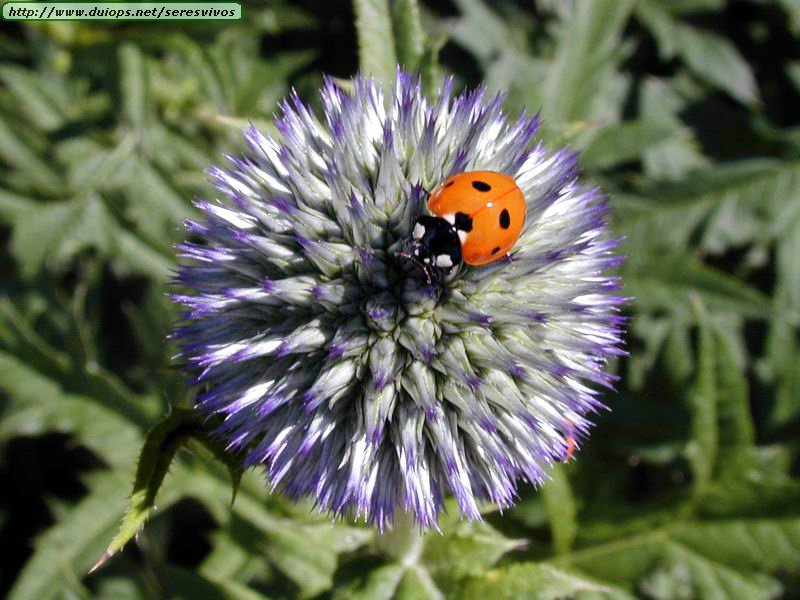 insects01.jpg