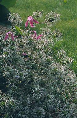 integrifoliagrouproseaseedheads.JPG