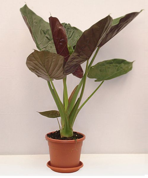 inter_ALOCASIA%20WENTII.jpg