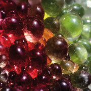 internet_Mesembryanthemum_crystallinum_1983-4_wiki_17539c2915.jpg