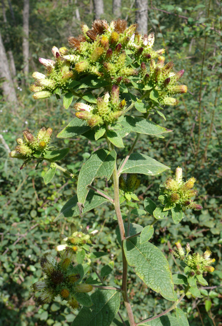 Inula%20conyza.jpg