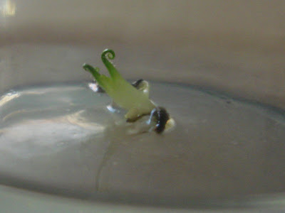 invitro%20001.jpg