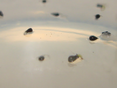 invitro%20009.jpg