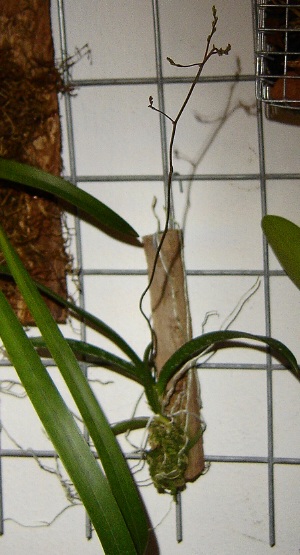 ionopsis%20utricularoides.jpg
