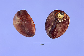 ipal_001_shp.jpg