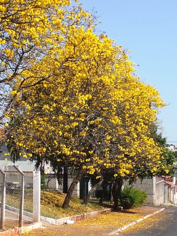 ipamarelo.jpg