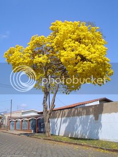 Ipamarelo1.bmp.jpg