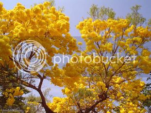 Ipamarelo2.bmp.jpg