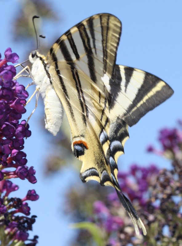 Iphiclides%20podalirius%201.jpg