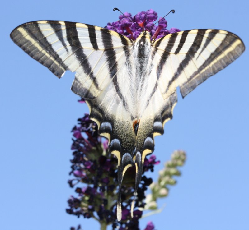 Iphiclides%20podalirius%202.jpg