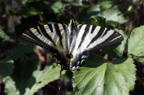 Iphiclides_feisthamelii.jpg