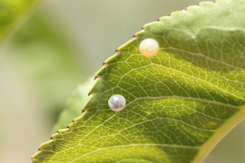 Iphiclides_feisthamelii_huevos.jpg