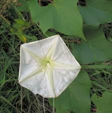 IPMAL-Ipomoea_alba_t.jpg