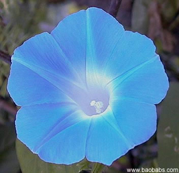 IPOind_bleueFL01.jpg