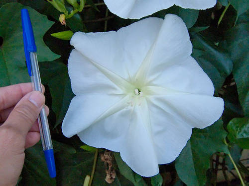 Ipomea-alba.jpg