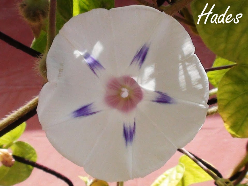 ipomea+blanca.jpg