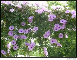 ipomea-campanilla-by-Eran-Finkle.jpg