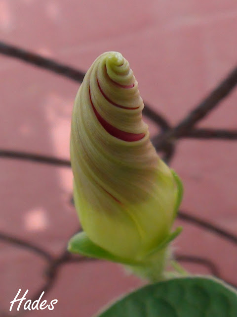 ipomea.jpg