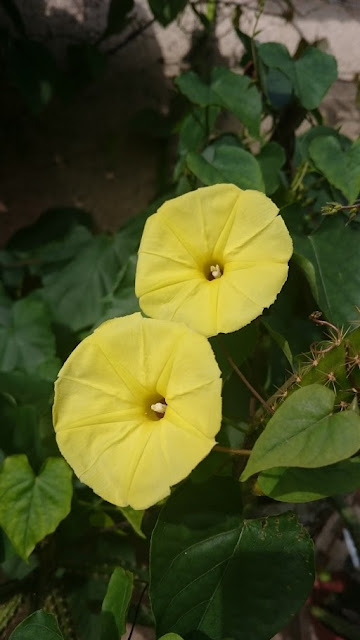 ipomea.JPG