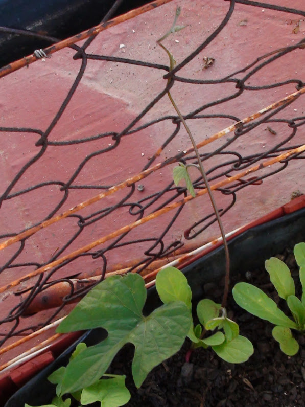 ipomea+violacea.jpg