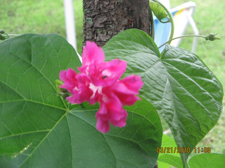 ipomea_florR.jpg