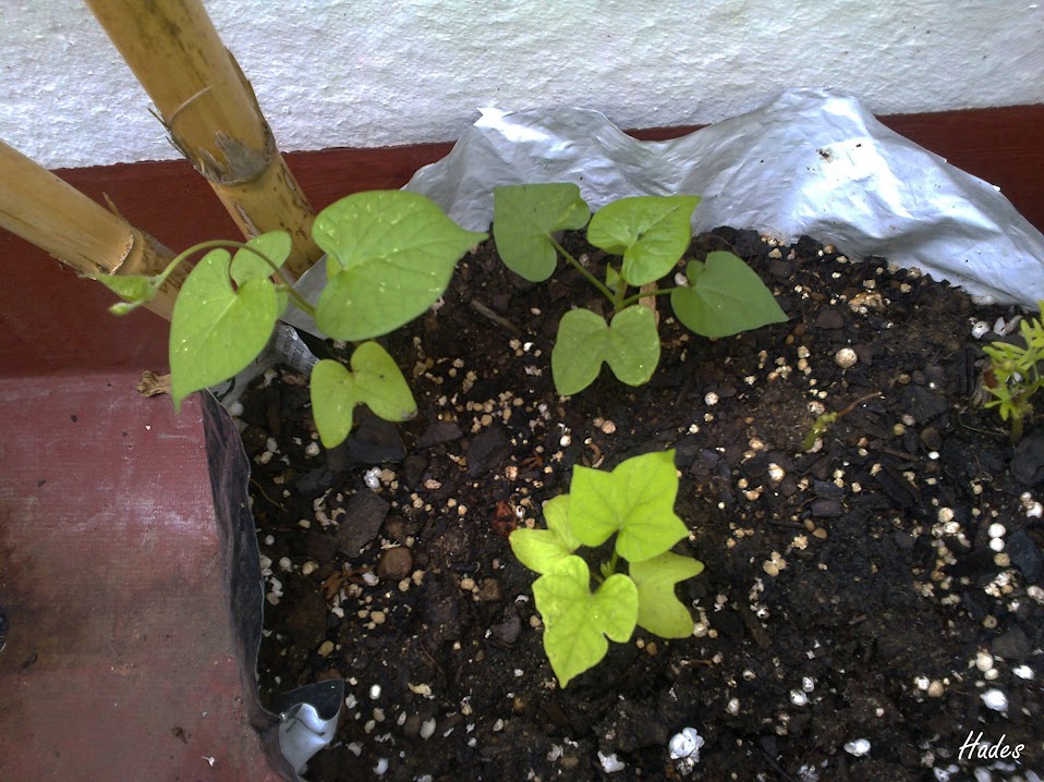 ipomeas02.jpg