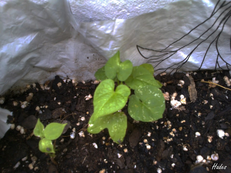 ipomeas03.jpg