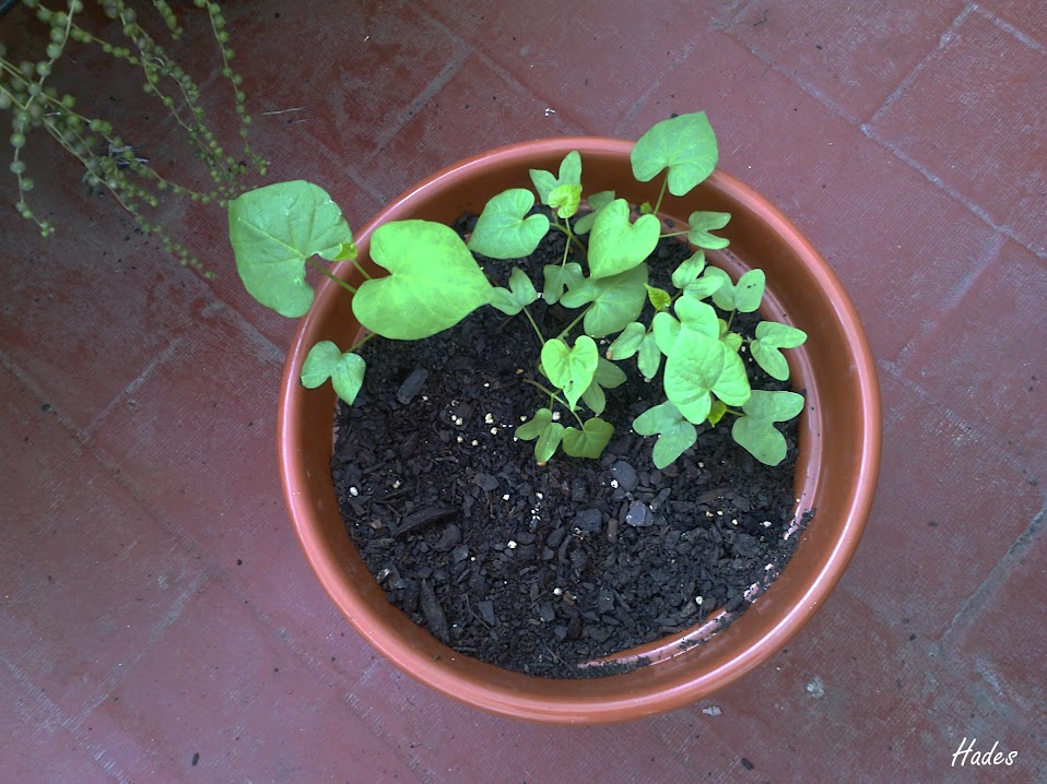 ipomeas04.jpg