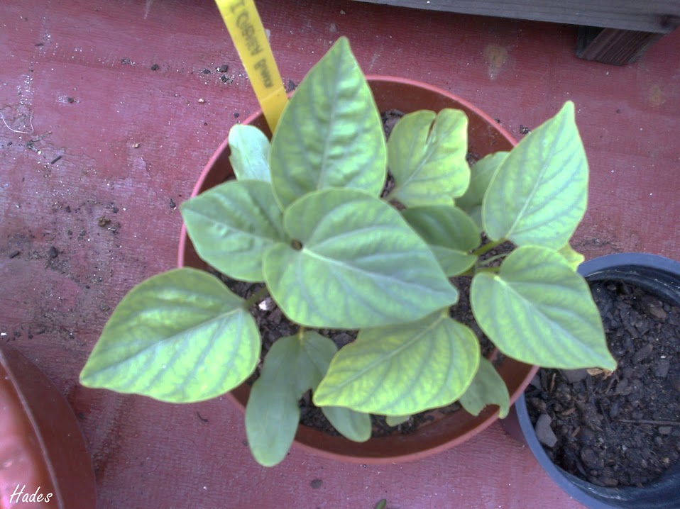 ipomeas05.jpg