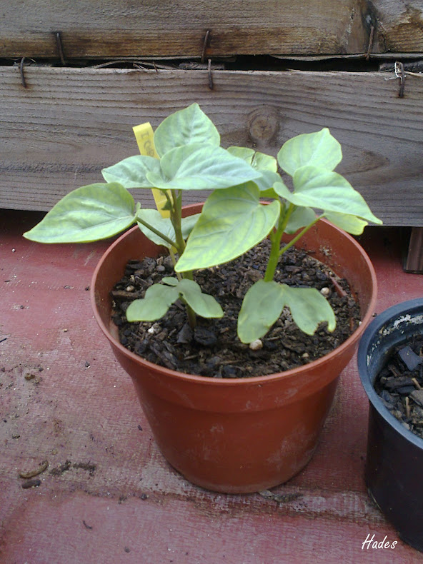 ipomeas06.jpg