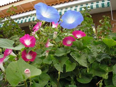 ipomeas_de_flores_rosas_y_azules_24-sept-06.JPG