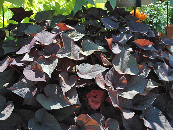Ipomoea%20batatas%20Sweet%20Georgia%20Heart%20Purple%2002.JPG