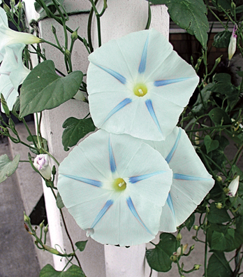 ipomoea%20'flying%20saucers'.jpg