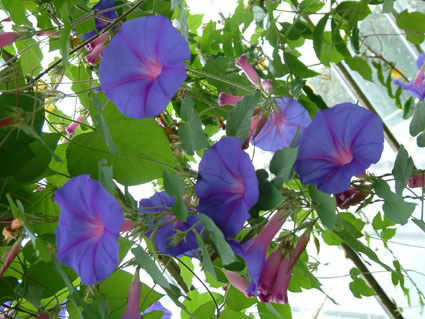 Ipomoea%20indica%20bm1.jpg