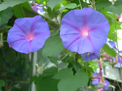 Ipomoea%20indica%20bm2.jpg