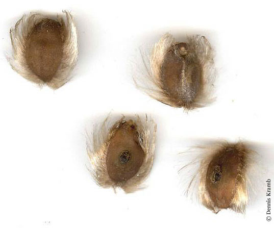 Ipomoea-pandurata-seeds-DJK.jpg