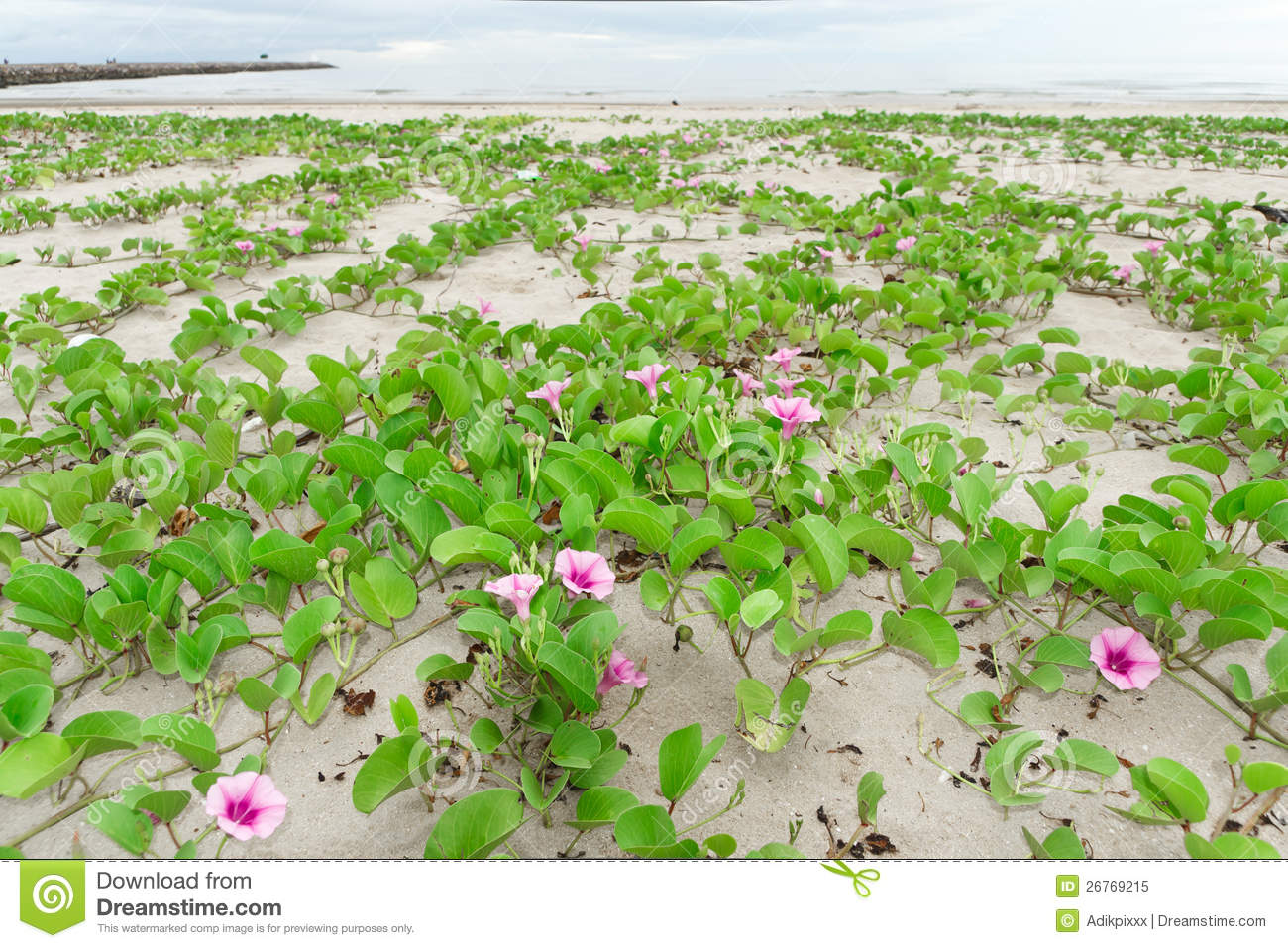 ipomoea-pes-caprae-sweet-26769215.jpg