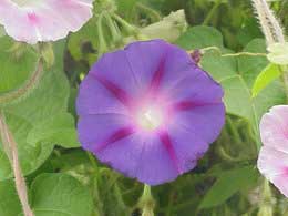 ipomoea-purpurea-flores.jpg