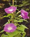 Ipomoea-purpurea-OP.jpg